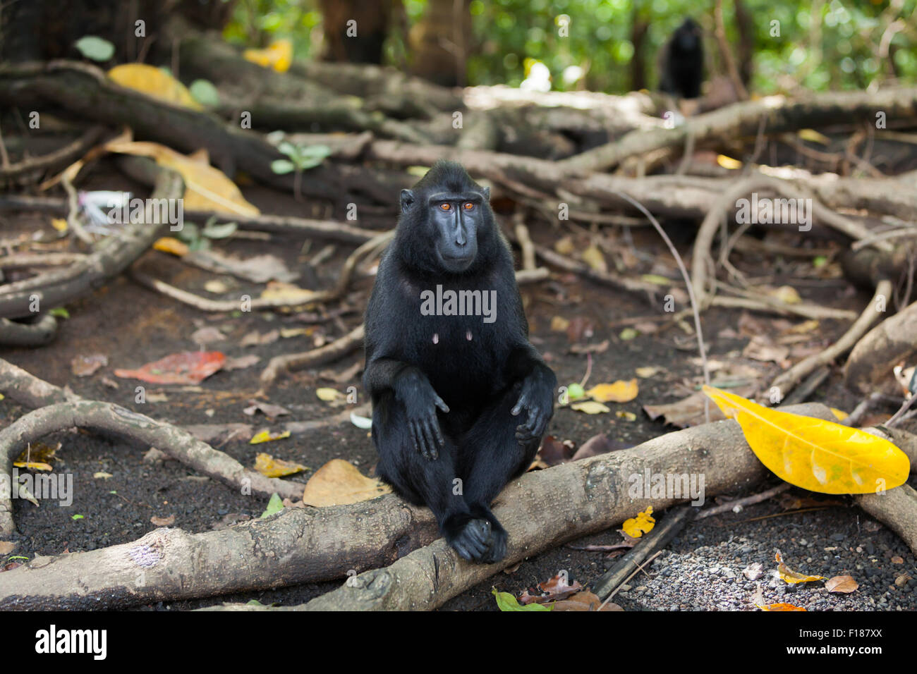 Portrait of a Sulawesi black-crested macaque (Macaca nigra) as it is sitting on a root of a tree in the lowland rainforest of Tangkoko, Indonesia. Stock Photo