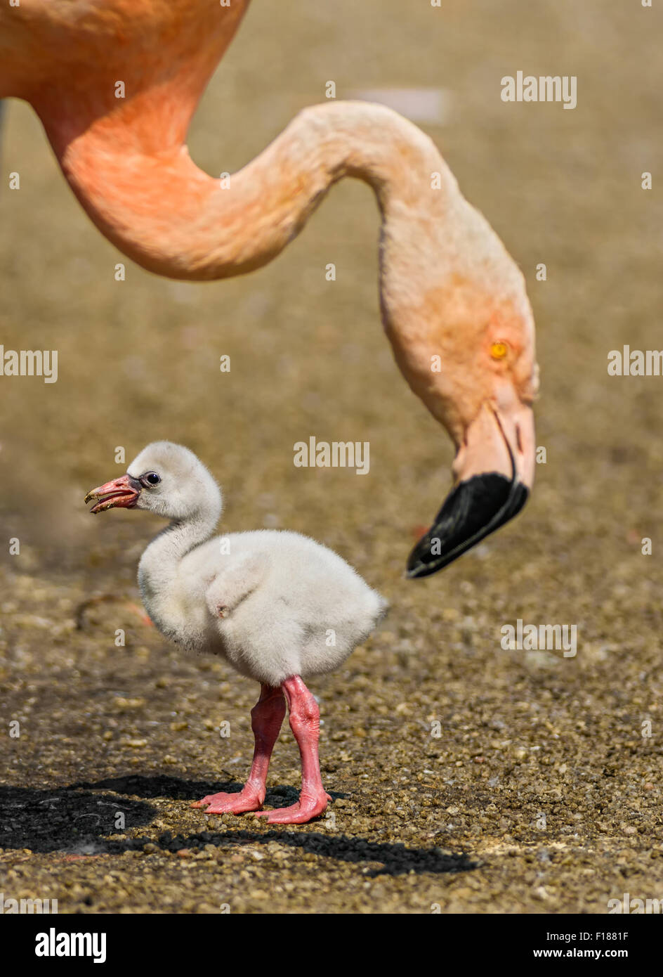 Baby bird of the American flamingo (Phoenicopterus ruber) near to its parent. Stock Photo