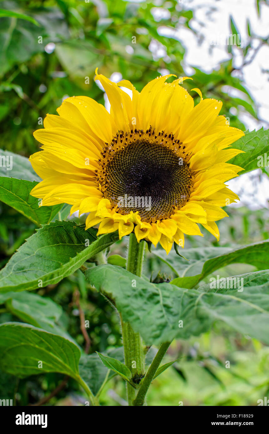 Close up of single sunflower hi-res stock photography and images - Alamy