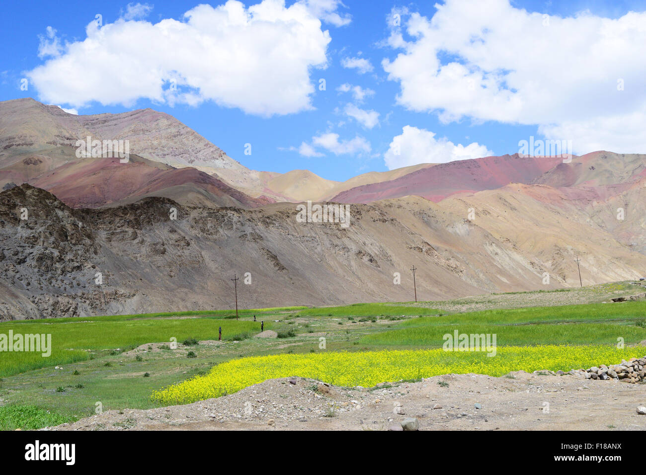 Flowers Fields in Leh ladakh Himalayas Mountains Landscape kashmir India Stock Photo