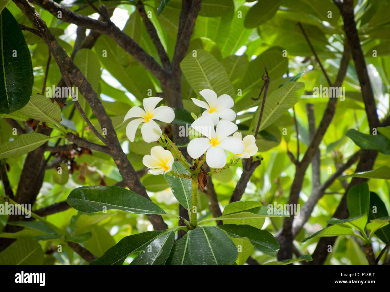 'Sherman' ('Polynesian White') Plumeria (Plumeria rubra frangipani acuminata) flowers and leaves.  Waikoloa, Hawai'i. Stock Photo
