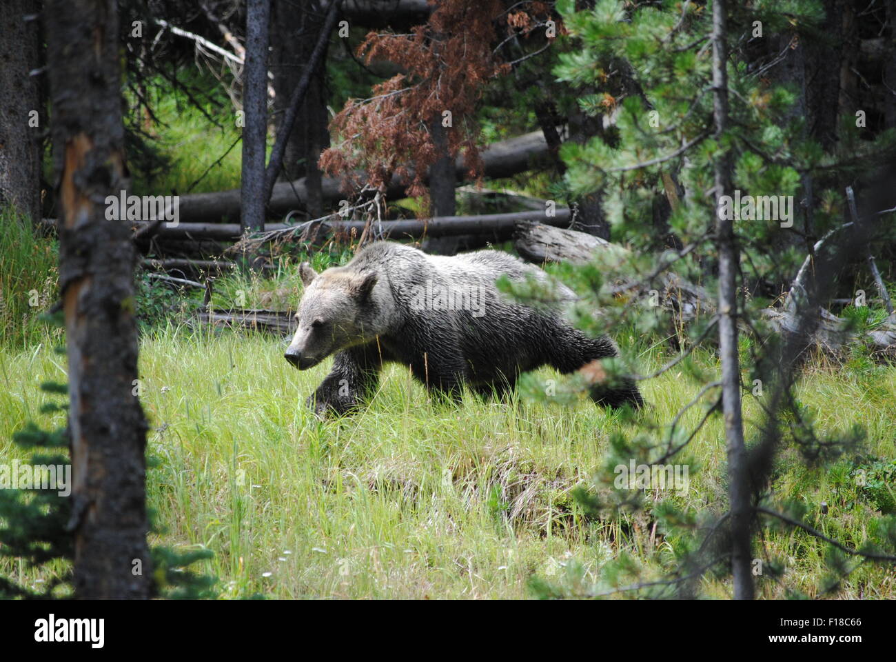 Grizzly Bear - Yellowstone National Park Wyoming, WI Stock Photo - Alamy
