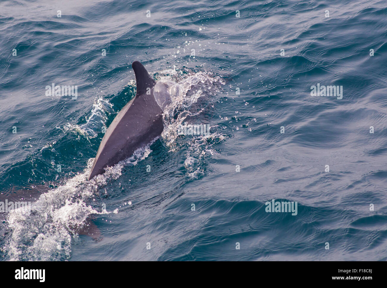 Pod of striped dolphins Azores Stock Photo
