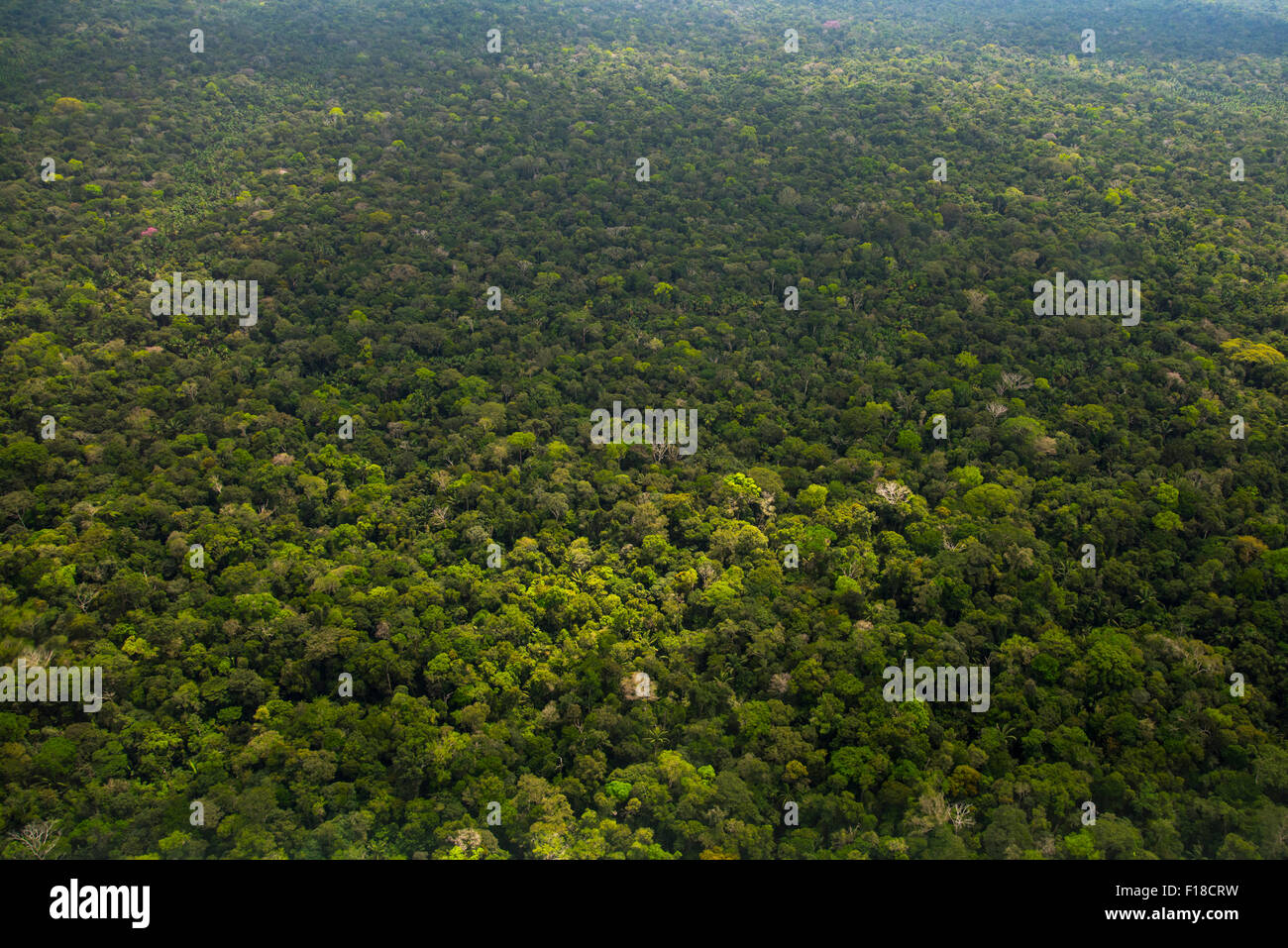 Amazon Rainforest aerial. Primary forest between Iquitos, Peru and Brazilian border Stock Photo
