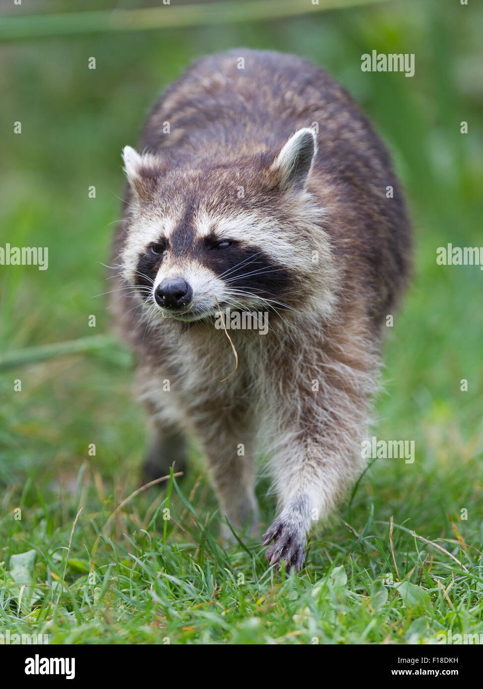 Close-up portrait of an adult raccoon, natural habitat Stock Photo - Alamy