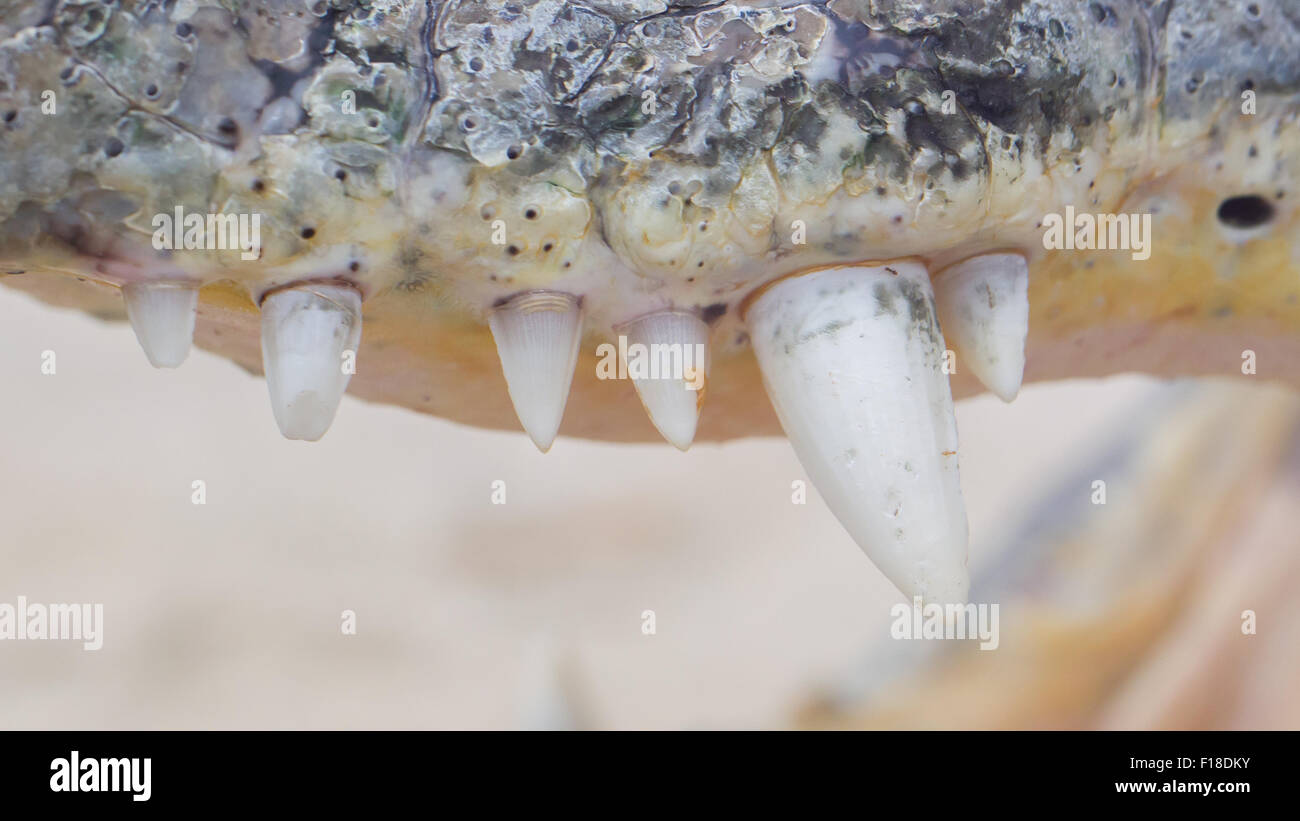 Close-up of crocodile teeth, upper jaw, selective focus Stock Photo