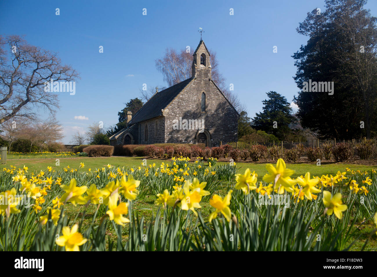 Capel Rug Rug Chapel with daffodils in foreground Near Corwen Denbighshire North East Wales UK Stock Photo