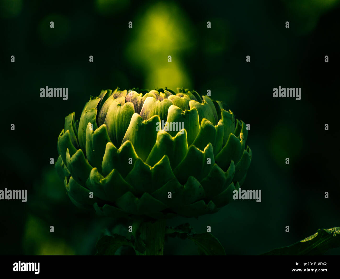 flower bud close-up Stock Photo