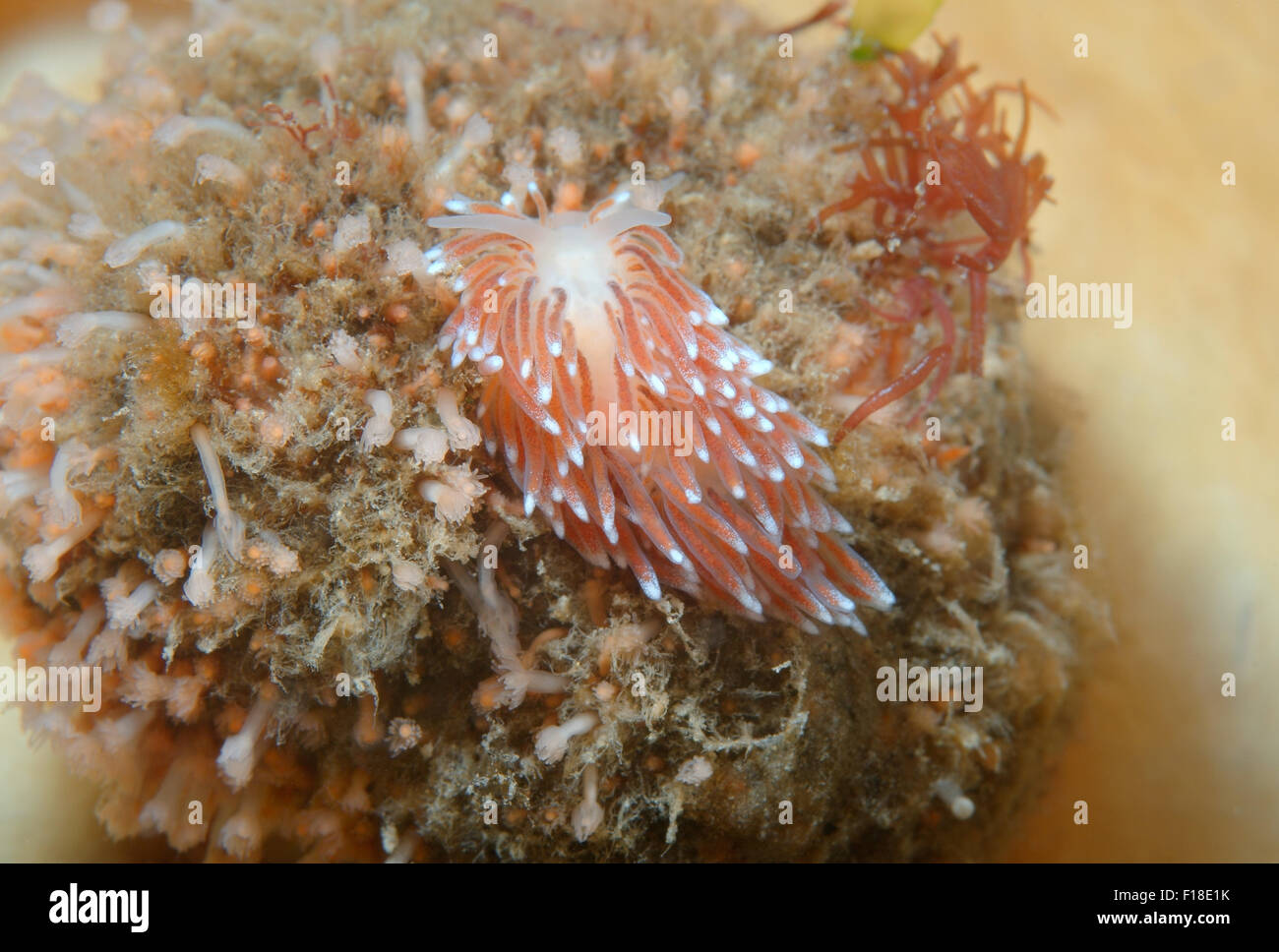 Oct. 15, 2014 - Sea Of Japan, Primorye, Far East, Russia - Nudibranch or Sea Slug  (Cuthona nana ), This kind of nudibranchs - found only in hermit crabs ( Pagurus sp. ). Sea of Japan, Rudnaya Pristan, Far East, Primorsky Krai, Russia (Credit Image: © Andrey Nekrasov/ZUMA Wire/ZUMAPRESS.com) Stock Photo