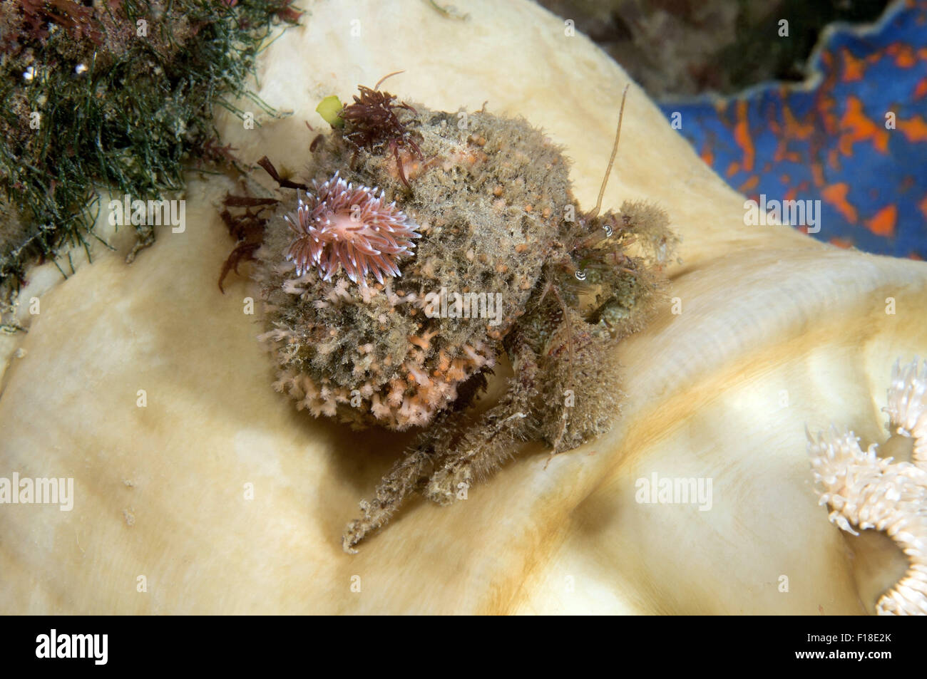 Oct. 15, 2014 - Sea Of Japan, Primorye, Far East, Russia - Nudibranch or Sea Slug  (Cuthona nana ), This kind of nudibranchs - found only in hermit crabs ( Pagurus sp. ). Sea of Japan, Rudnaya Pristan, Far East, Primorsky Krai, Russia (Credit Image: © Andrey Nekrasov/ZUMA Wire/ZUMAPRESS.com) Stock Photo