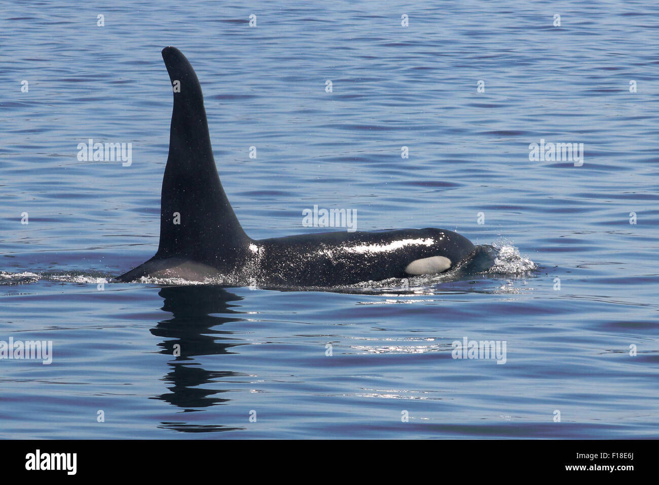Northern Resident Killer Whale A38 surfacing in Blackfish Sound, British Columbia Stock Photo