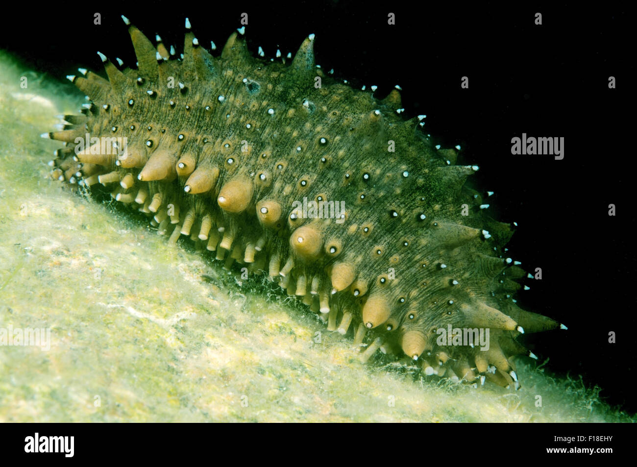 Apostichopus japonicus hi-res stock photography and images - Alamy