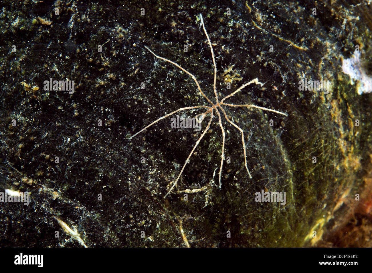Sea Of Japan, Primorye, Far East, Russia. 15th Oct, 2014. Sea spider crab (Nymphon sp.) Sea of Japan, Far East, Primorsky Krai, Russian Federation © Andrey Nekrasov/ZUMA Wire/ZUMAPRESS.com/Alamy Live News Stock Photo