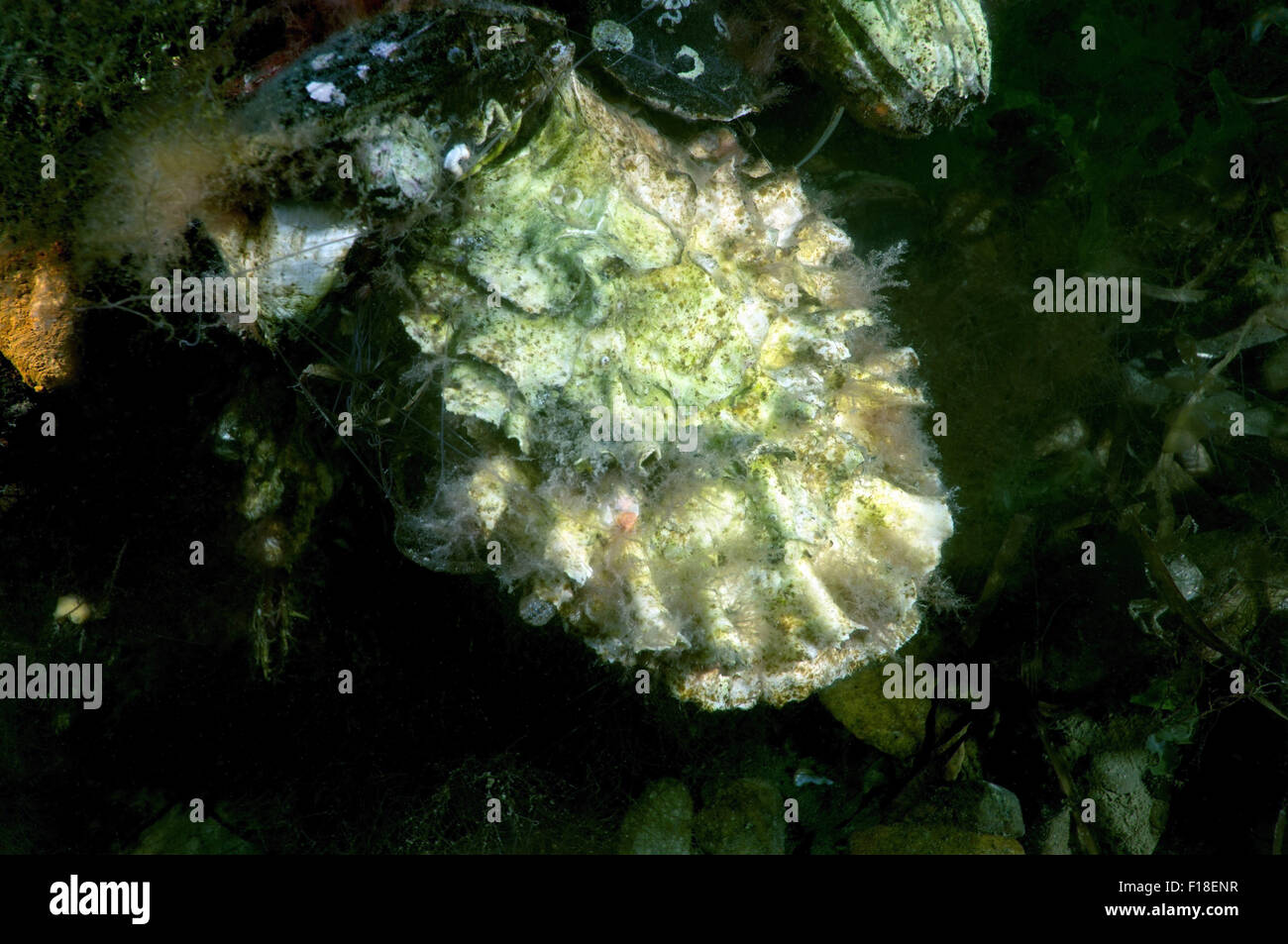 July 5, 2014 - Sea Of Japan, Primorye, Far East, Russia - Pacific oyster, Japanese oyster or Miyagi oyster (Crassostrea gigas) Sea of Japan, Far East, Primorsky Krai, Russian Federation (Credit Image: © Andrey Nekrasov/ZUMA Wire/ZUMAPRESS.com) Stock Photo