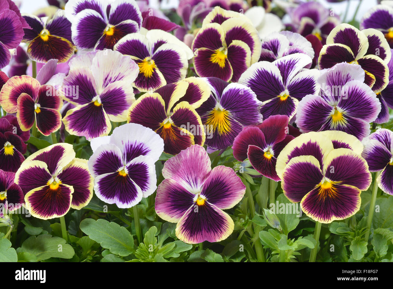 different colors  pansies in garden Stock Photo