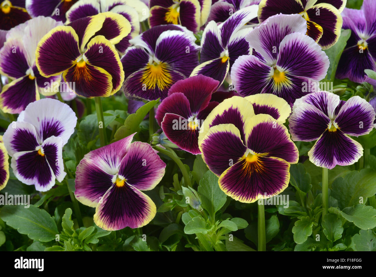 different colors pansies in garden Stock Photo Alamy