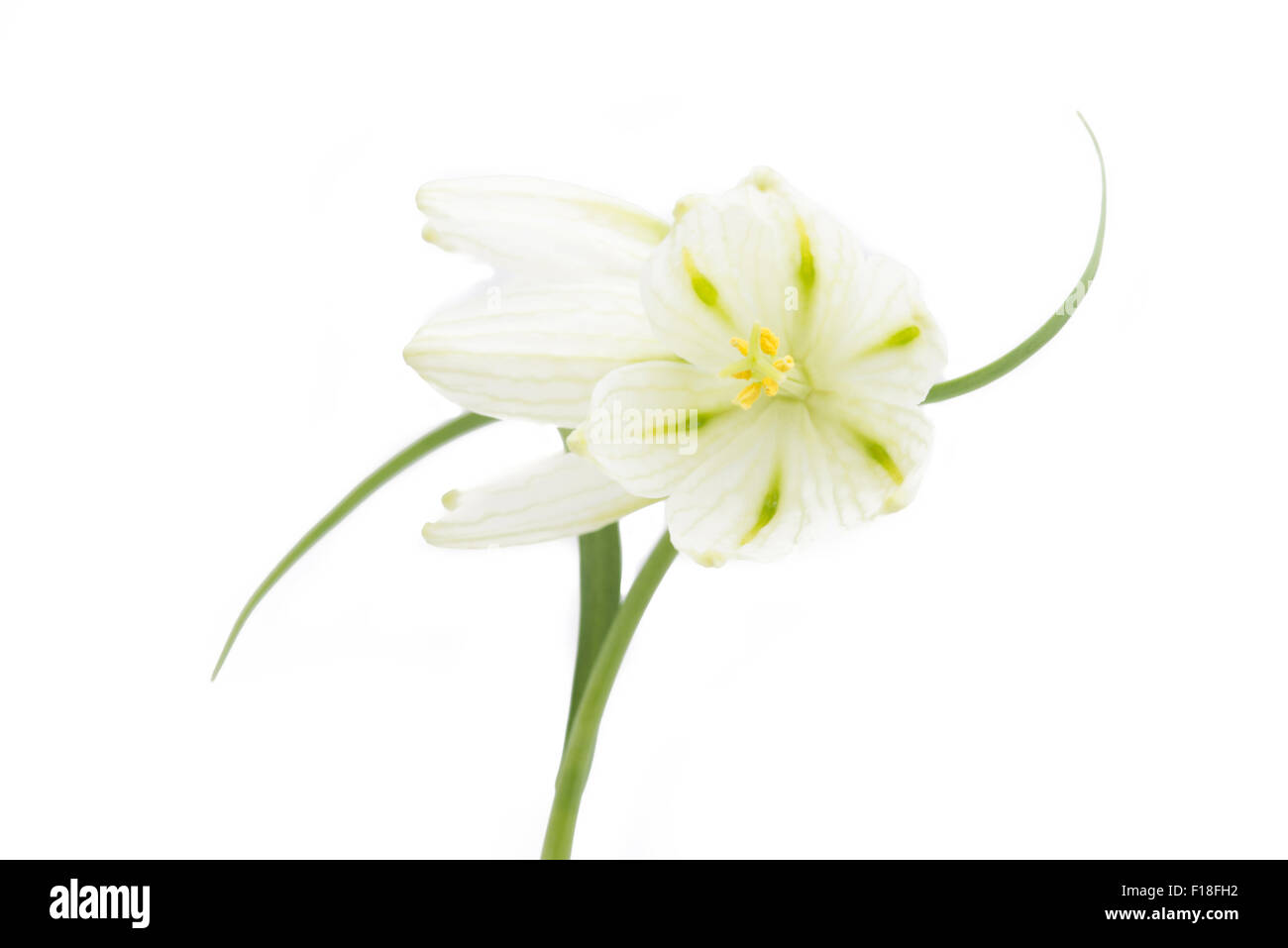 Fritillaria meleagris isolated on white Stock Photo