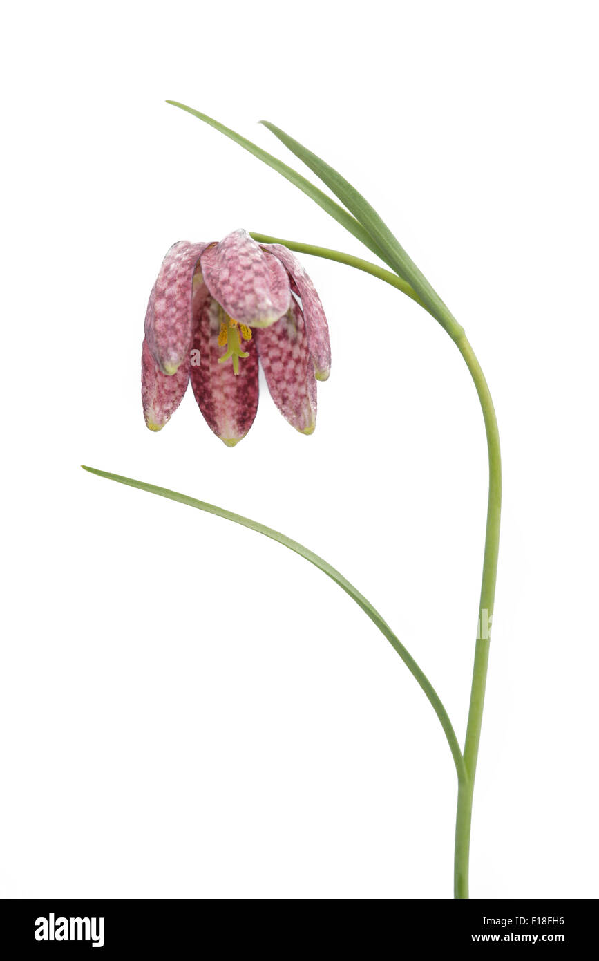 Fritillaria meleagris isolated on white Stock Photo