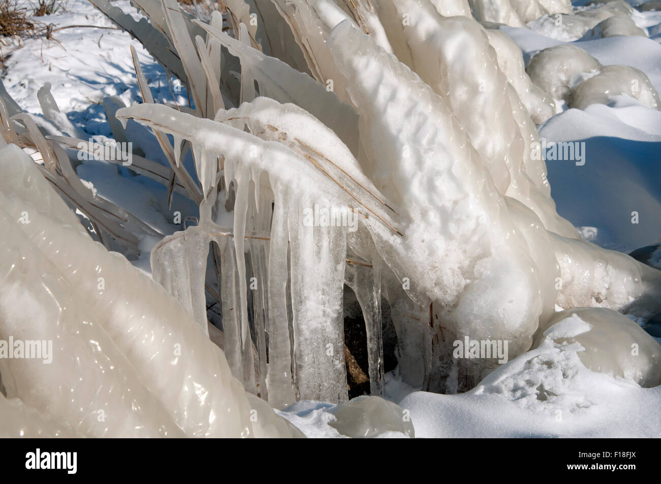Frozen Reeds frozen reed winter landscape with ice, The Netherlands Stock Photo - Alamy