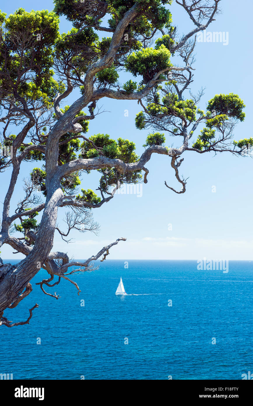 And old pohutukawa tree against a clear blue sky in Bay of Islands, New Zealand Stock Photo