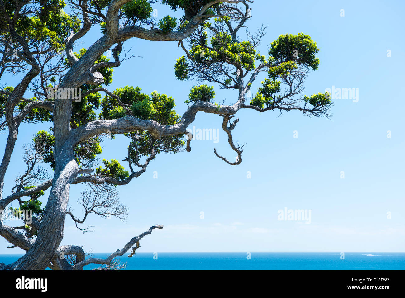 And old pohutukawa tree against a clear blue sky in Bay of Islands, New Zealand Stock Photo