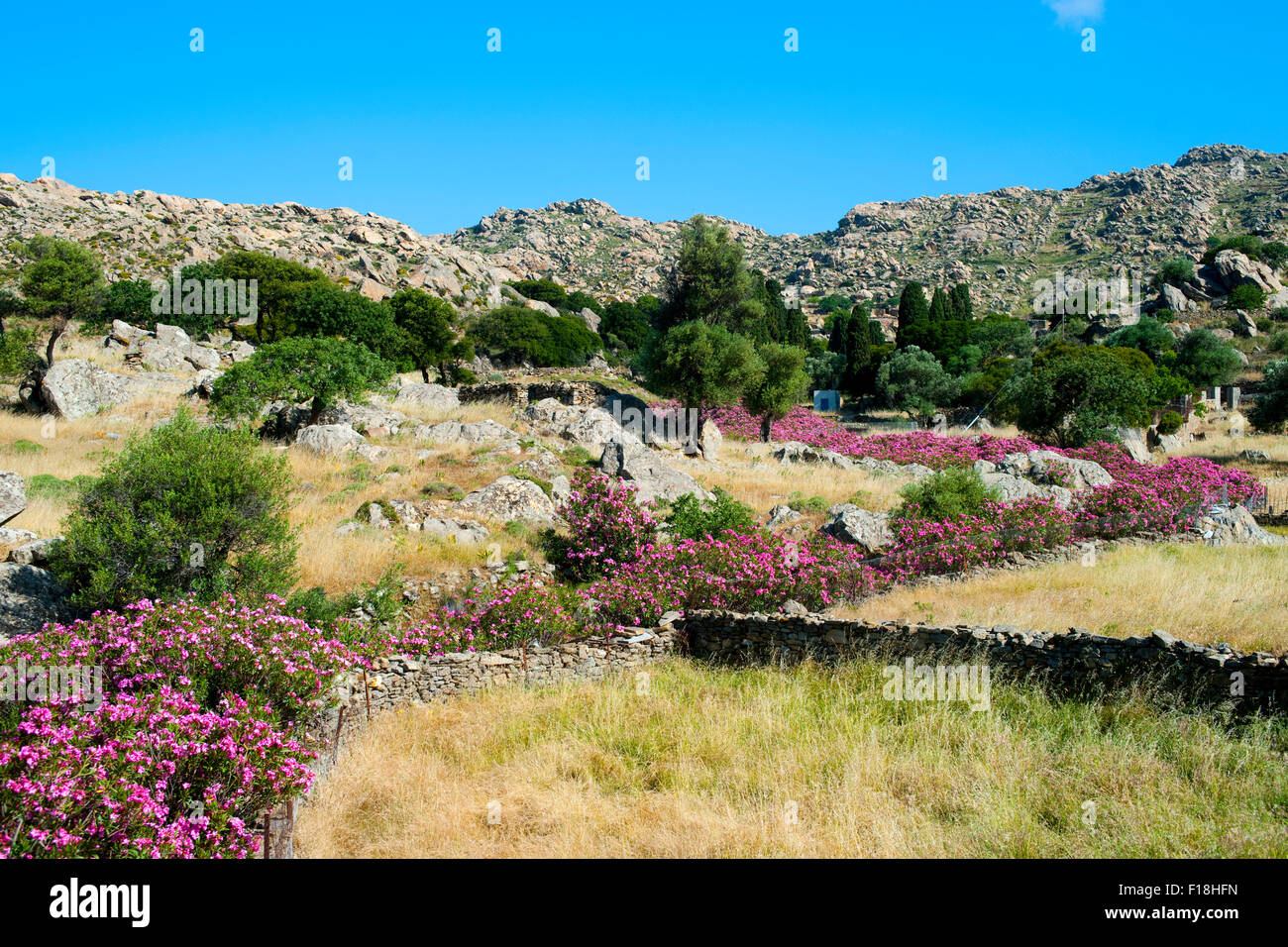 Griechenland, Kykladen, Naxos, bei Chalki, wilde Landschaft mit Oleanderbüschen Stock Photo