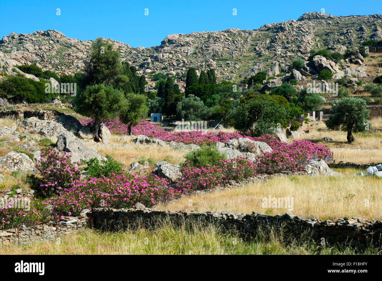 Griechenland, Kykladen, Naxos, bei Chalki, wilde Landschaft mit Oleanderbüschen Stock Photo