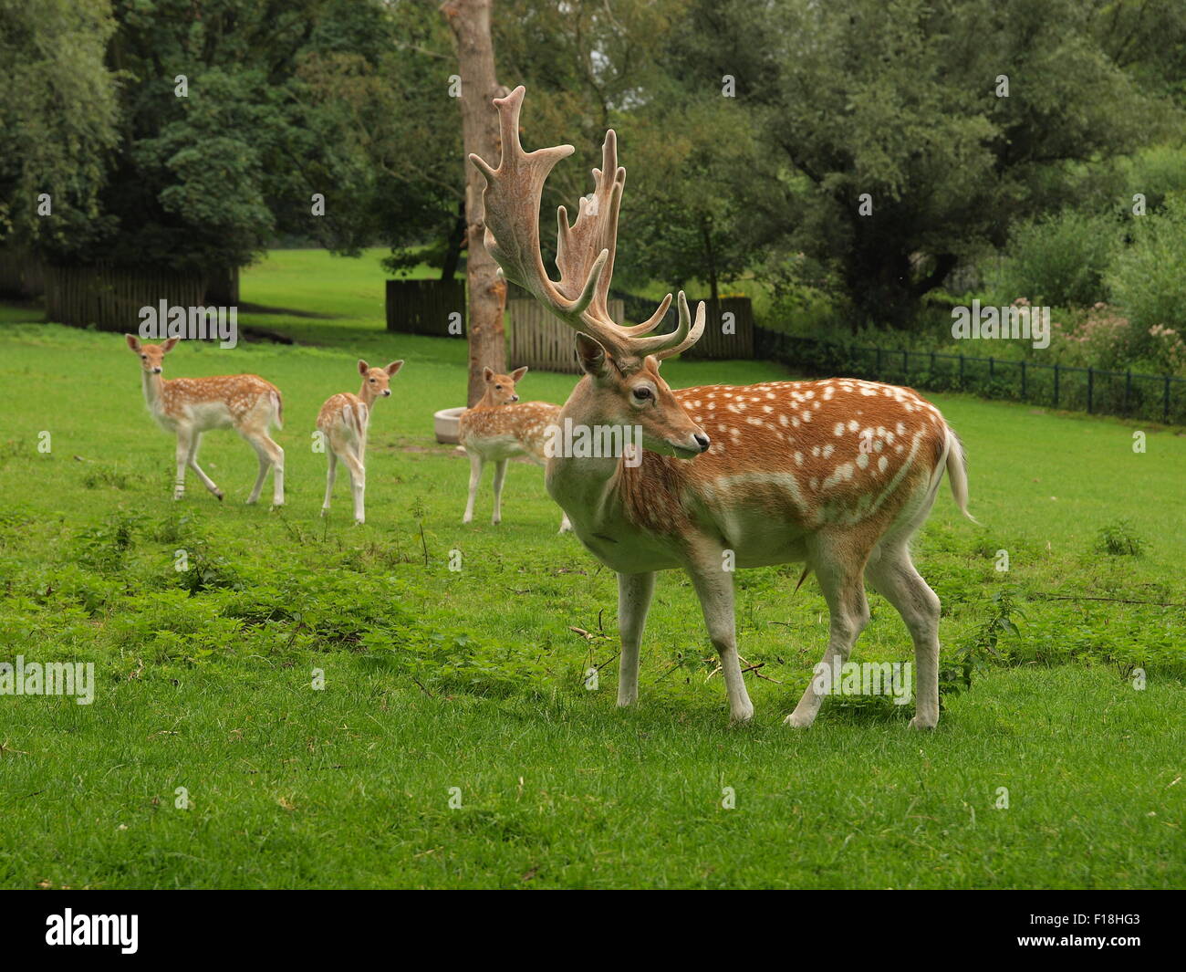 Male deer with big antler at the deer camp Stock Photo
