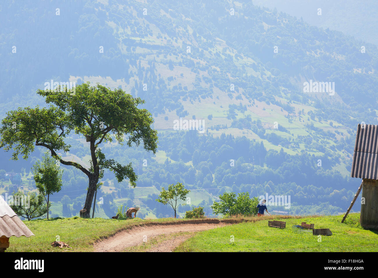 tree near road in mountains. Stock Photo