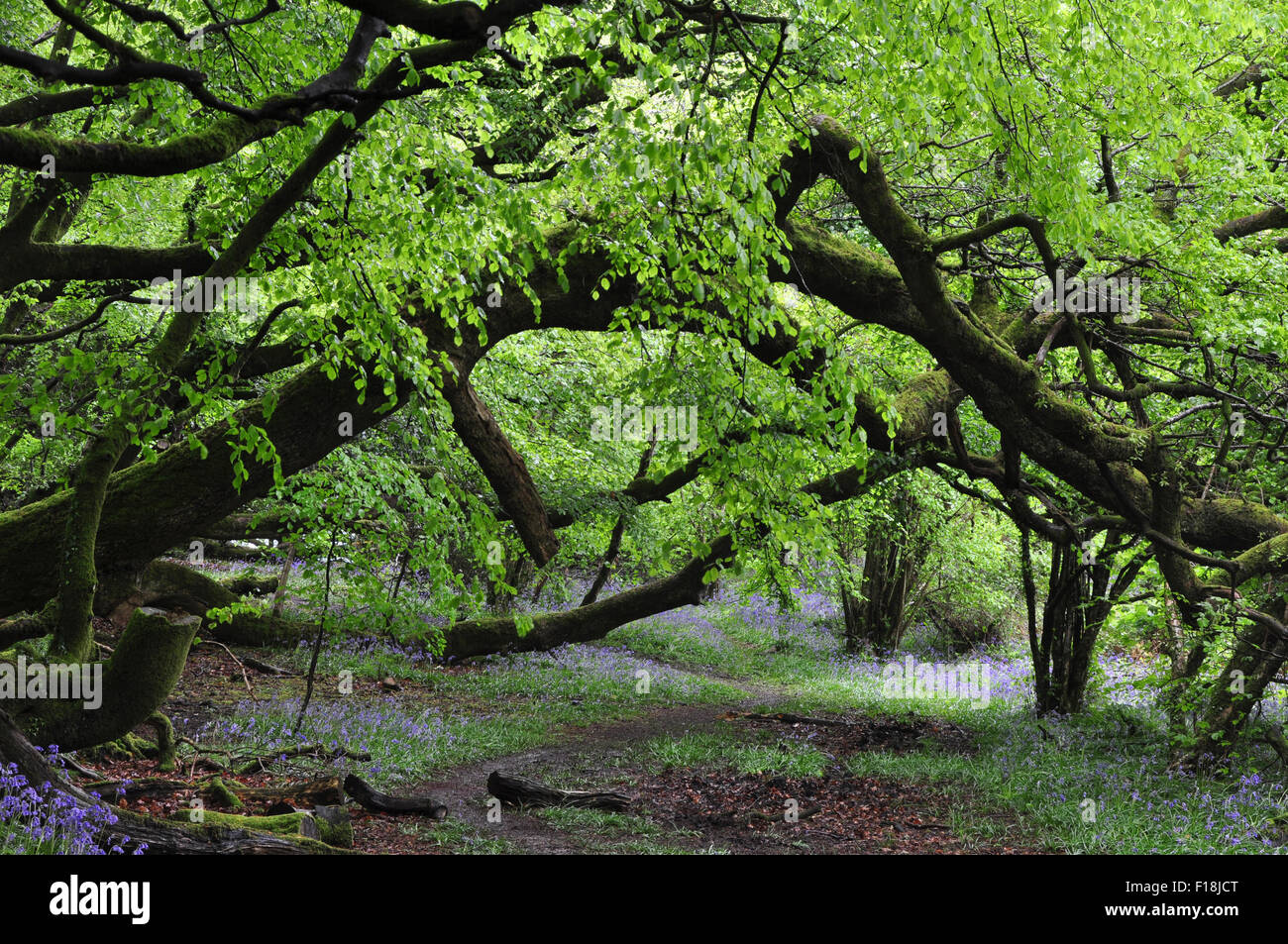 Bluebell wood in spring Stock Photo