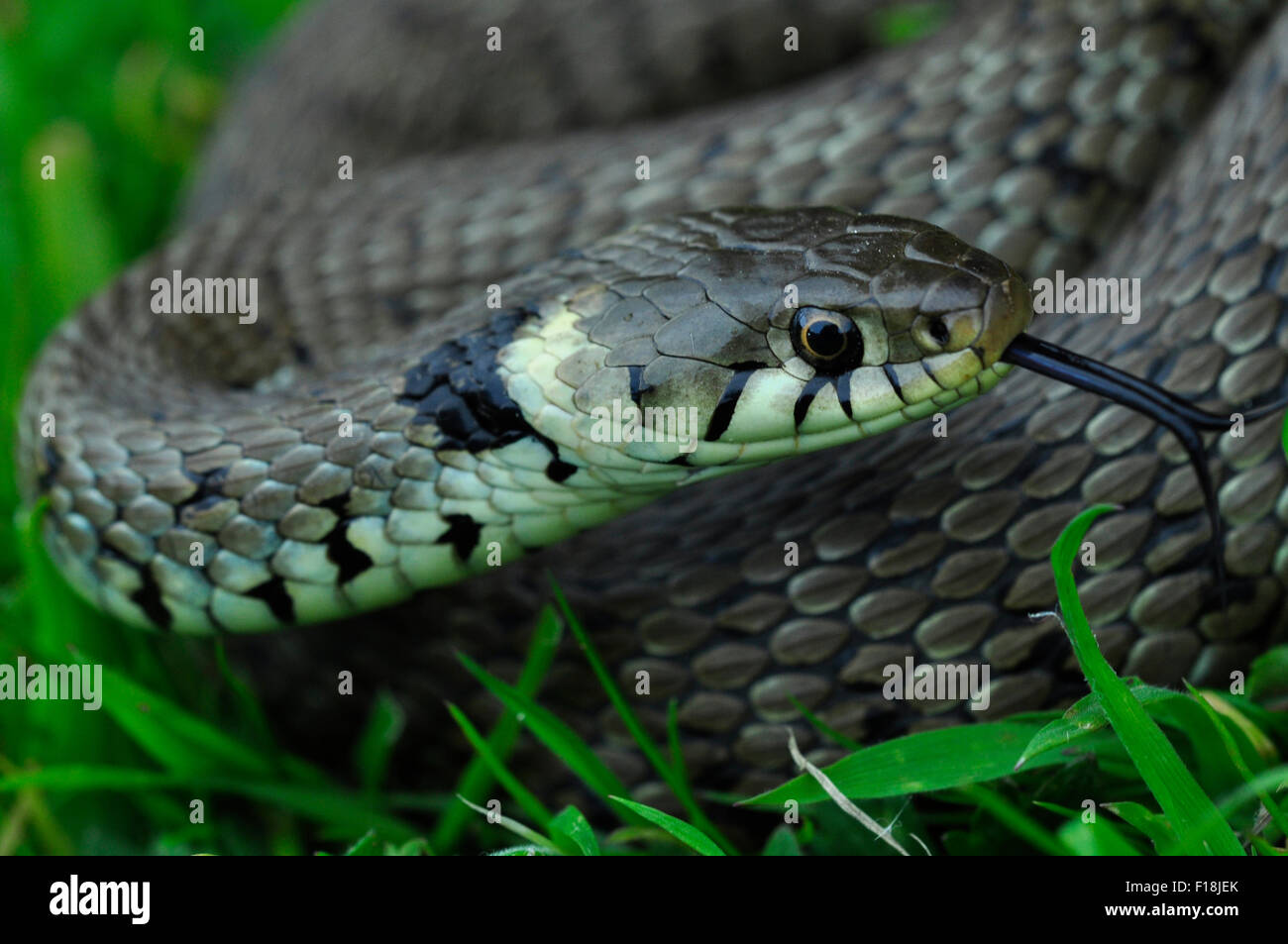 A close-up of a grass snake in grass UK Stock Photo