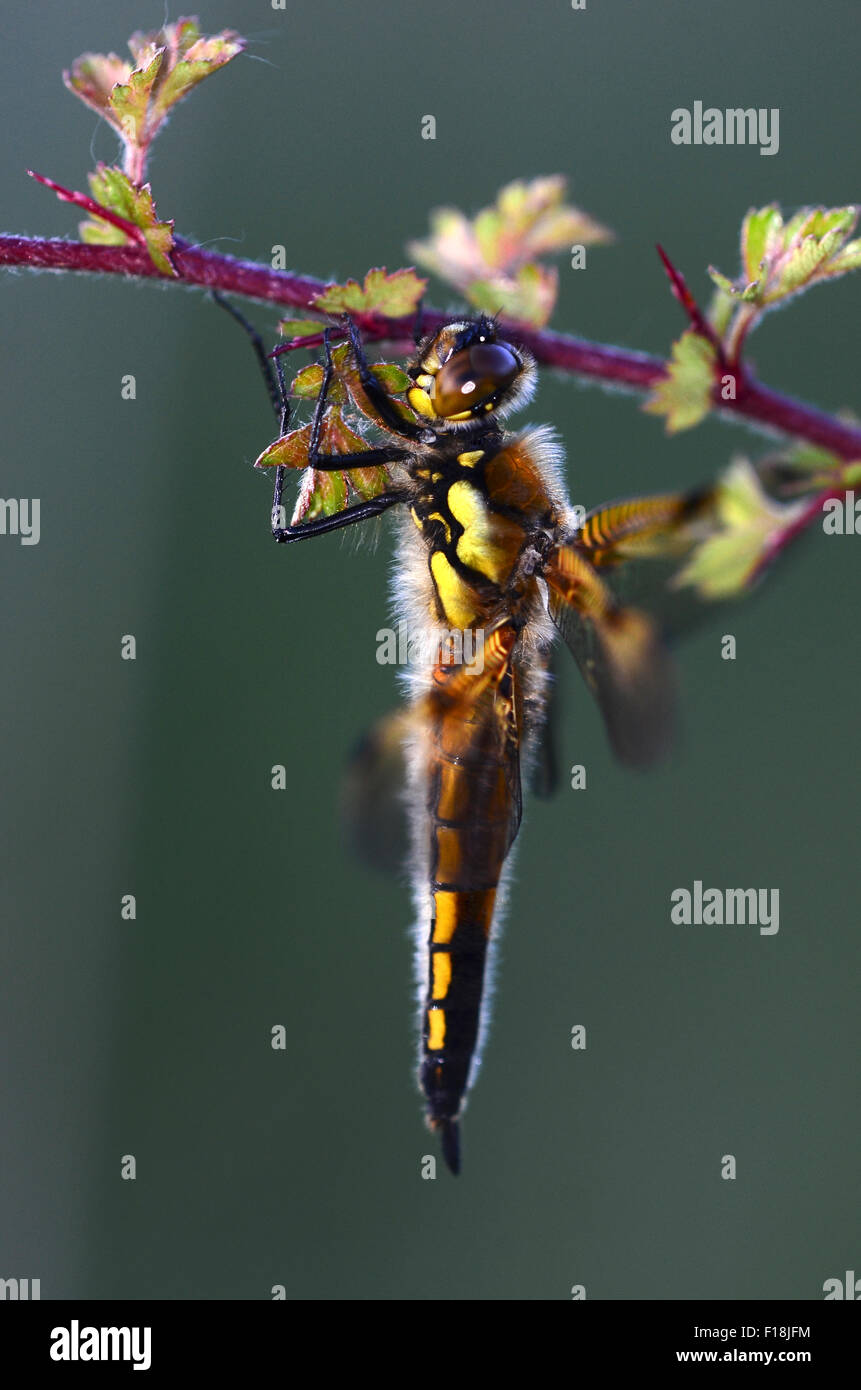 A four-spotted chaser hanging around UK Stock Photo