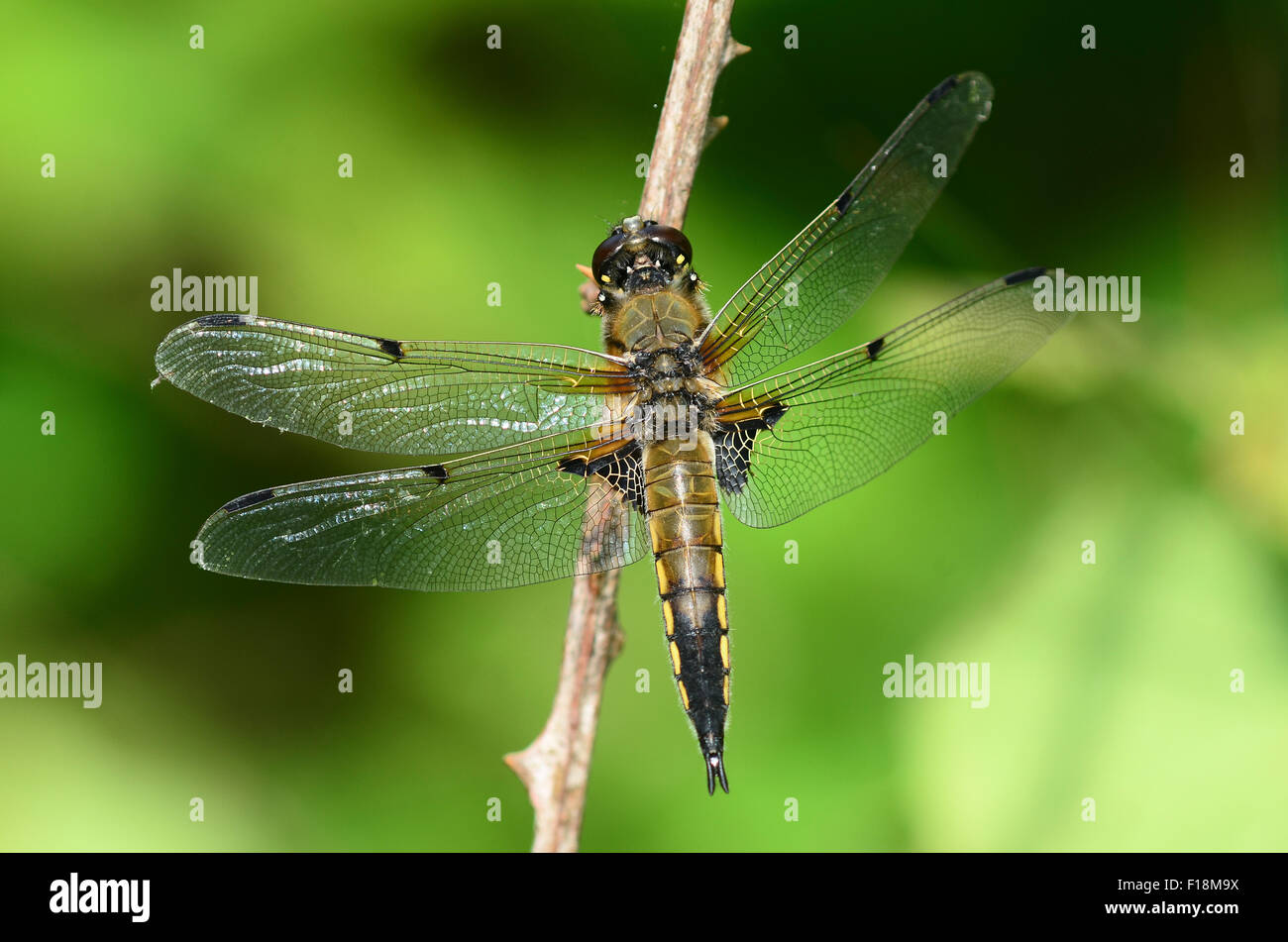A four-spotted chaser at rest UK Stock Photo
