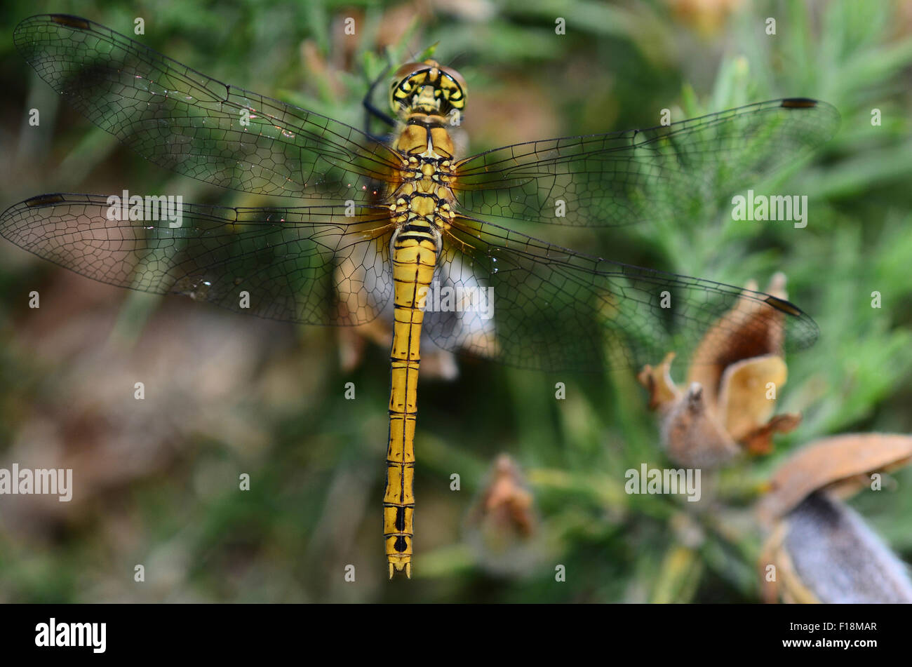 Female common darter dragonfly at rest on common gorse. Dorset, UK June 2015 Stock Photo