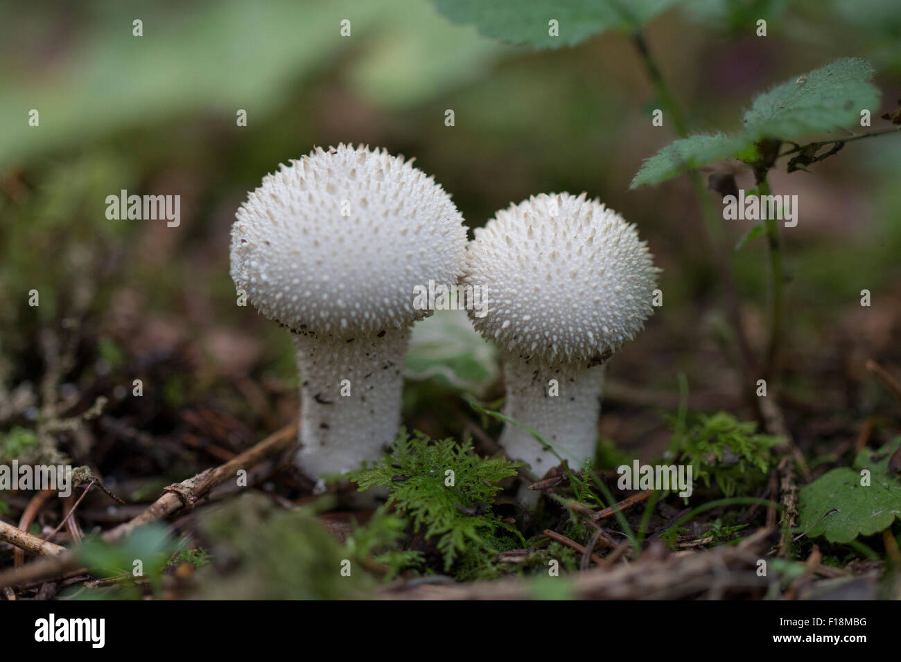 two common puffball mushrooms on woodland path. Stock Photo