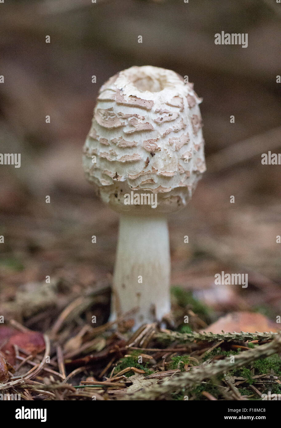 shaggy parasol mushroom Stock Photo