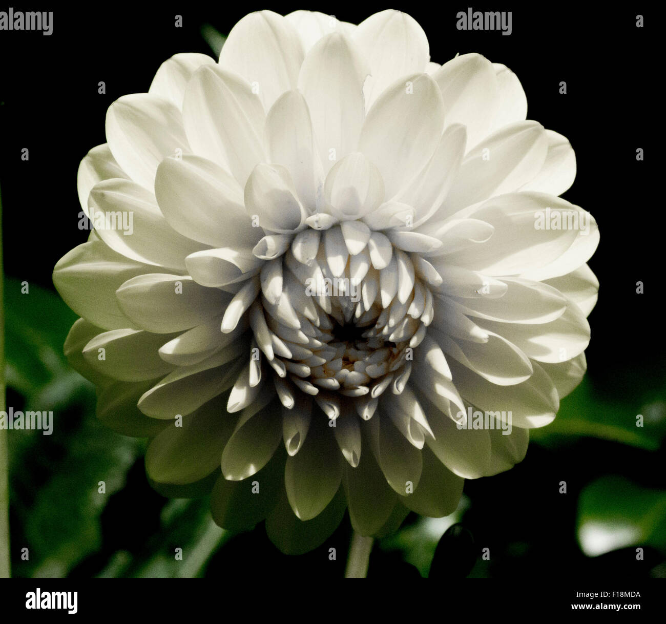 White chrysanthemum flower hi-res stock photography and images - Alamy