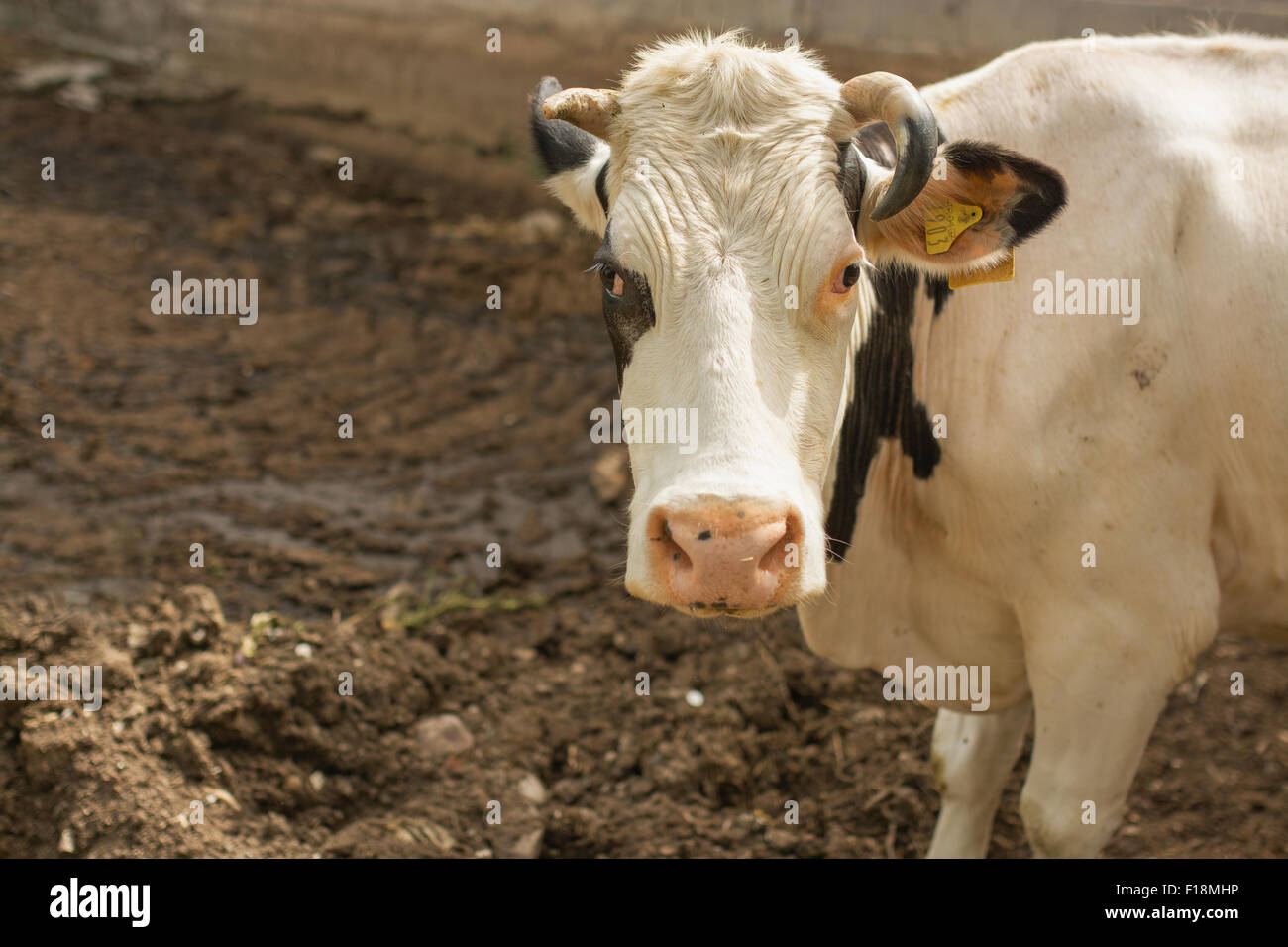 Cow in farm Stock Photo