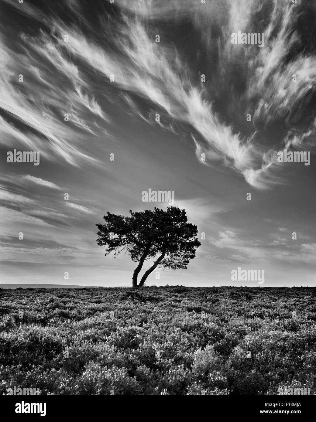 Lone tree and heather in bloom on Wheeldale Moor, The North Yorkshire Moors, England, August 2015 Stock Photo