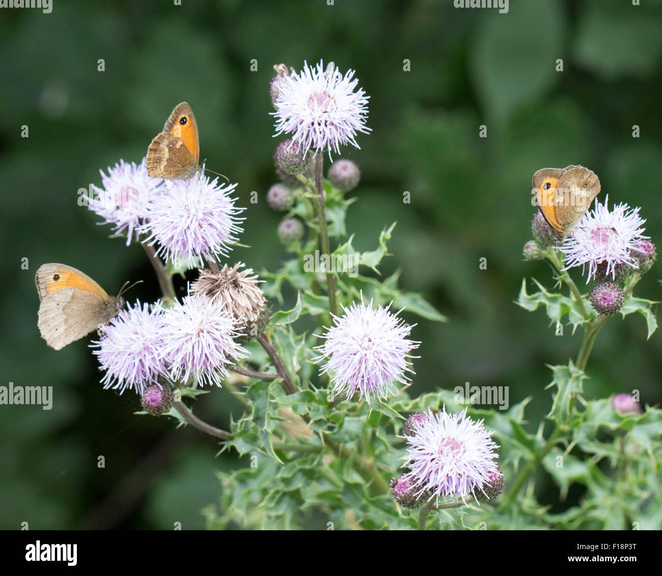 three gate keeper butterflies Stock Photo