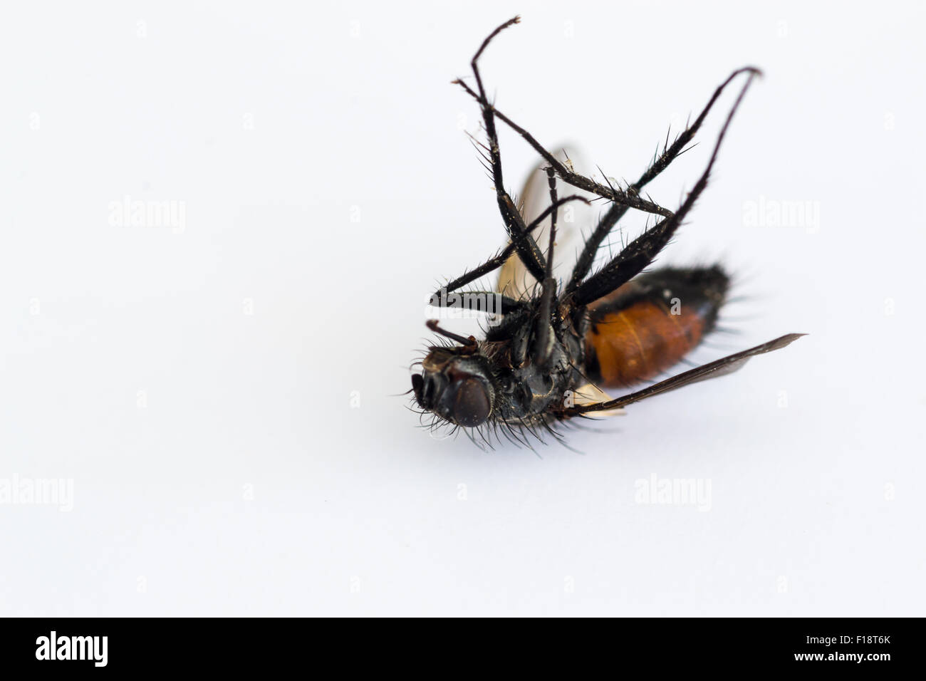 Single dead housefly Musca domestica on a white background Stock Photo