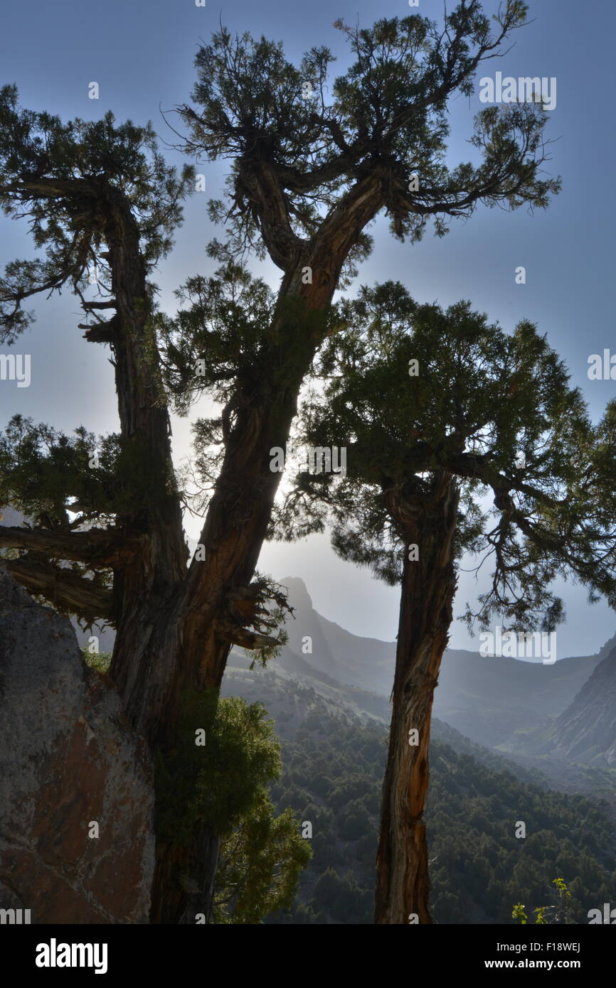 Juniper tree growing in natural mountain environment. Tajikistan collection Stock Photo