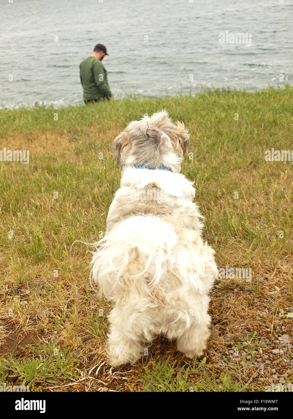 dog watches teen on beach Stock Photo Alamy