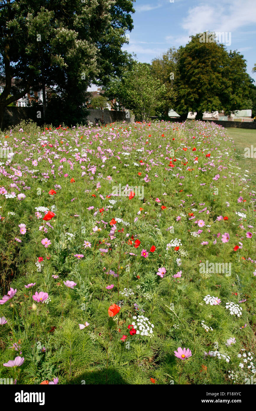 Wild flower meadow Lancing West Sussex England UK Stock Photo