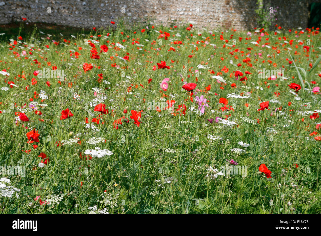 Wild flower meadow Poppies  Lancing West Sussex England UK Stock Photo