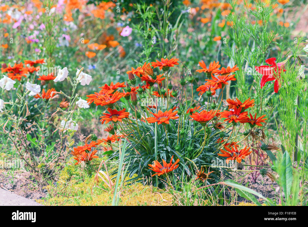 Red wildflowers hires stock photography and images Alamy