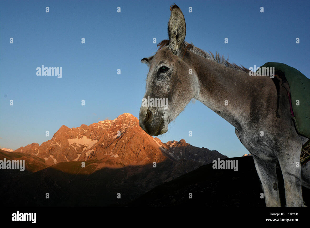 Working Donkey Tajikistan views and scenery Stock Photo