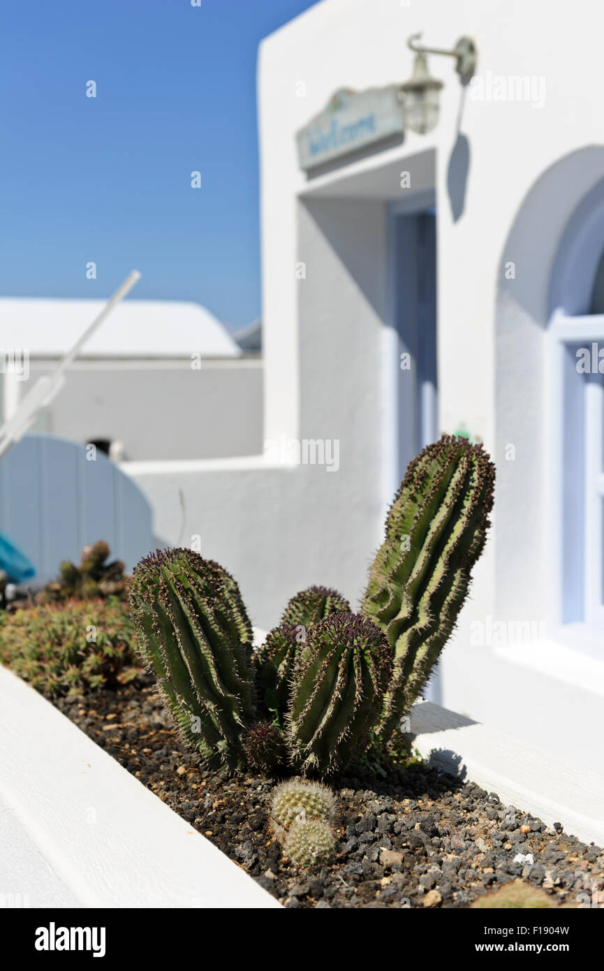 cristata cactus Coral Cactus Plant Care - How to Grow Euphorbia lactea 'Cristata'