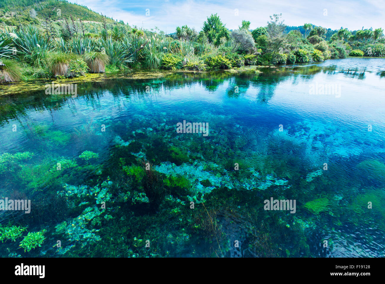 Te Waikoropupu Springs in the Nelson region in New Zealand. This is said to be one of the clearest natural waters in the world Stock Photo