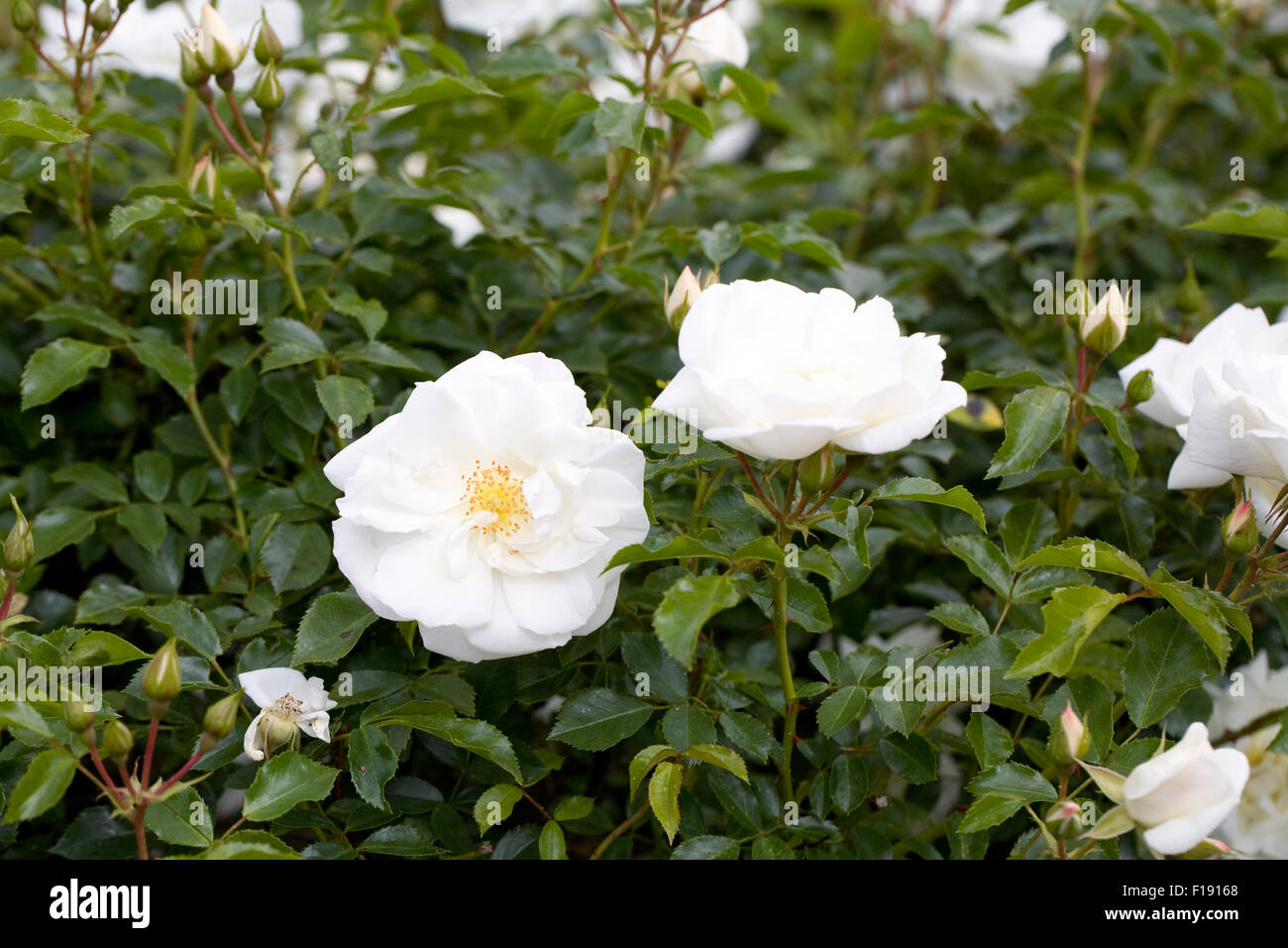 Rosa Flower Carpet White 'Noaschnee'. Stock Photo